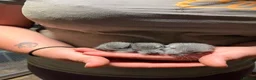 Chinchilla rodents for sale: 3 adorable chinchillas  - Advert 1