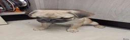 Pug dogs for sale: Pugs  - Advert 6