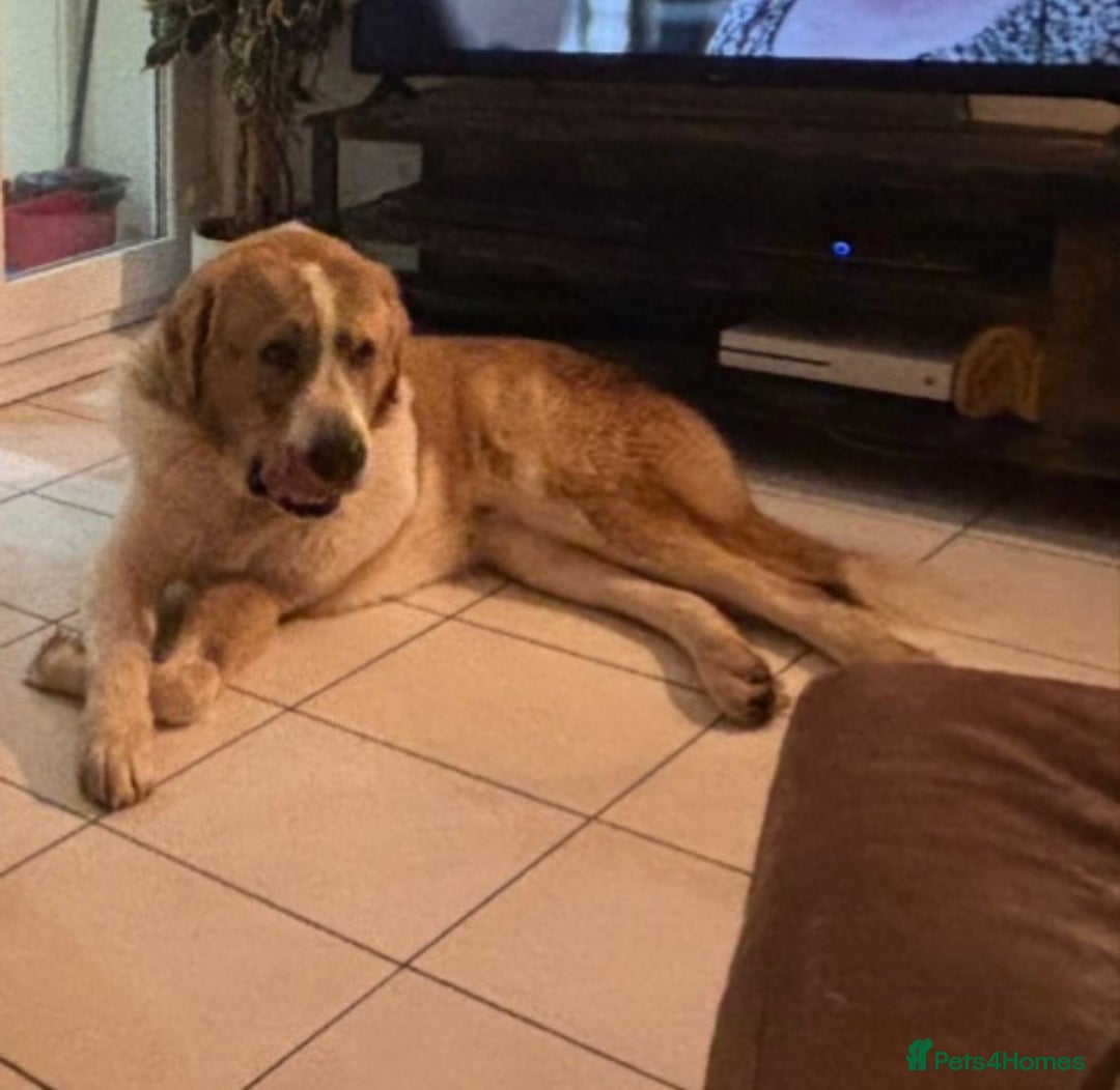 Central Asian Shepherd dogs for sale: Central Asian Shepard x Rottweiler  - Image 15