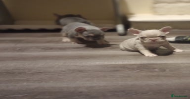 French Bulldog dogs - Advert 3