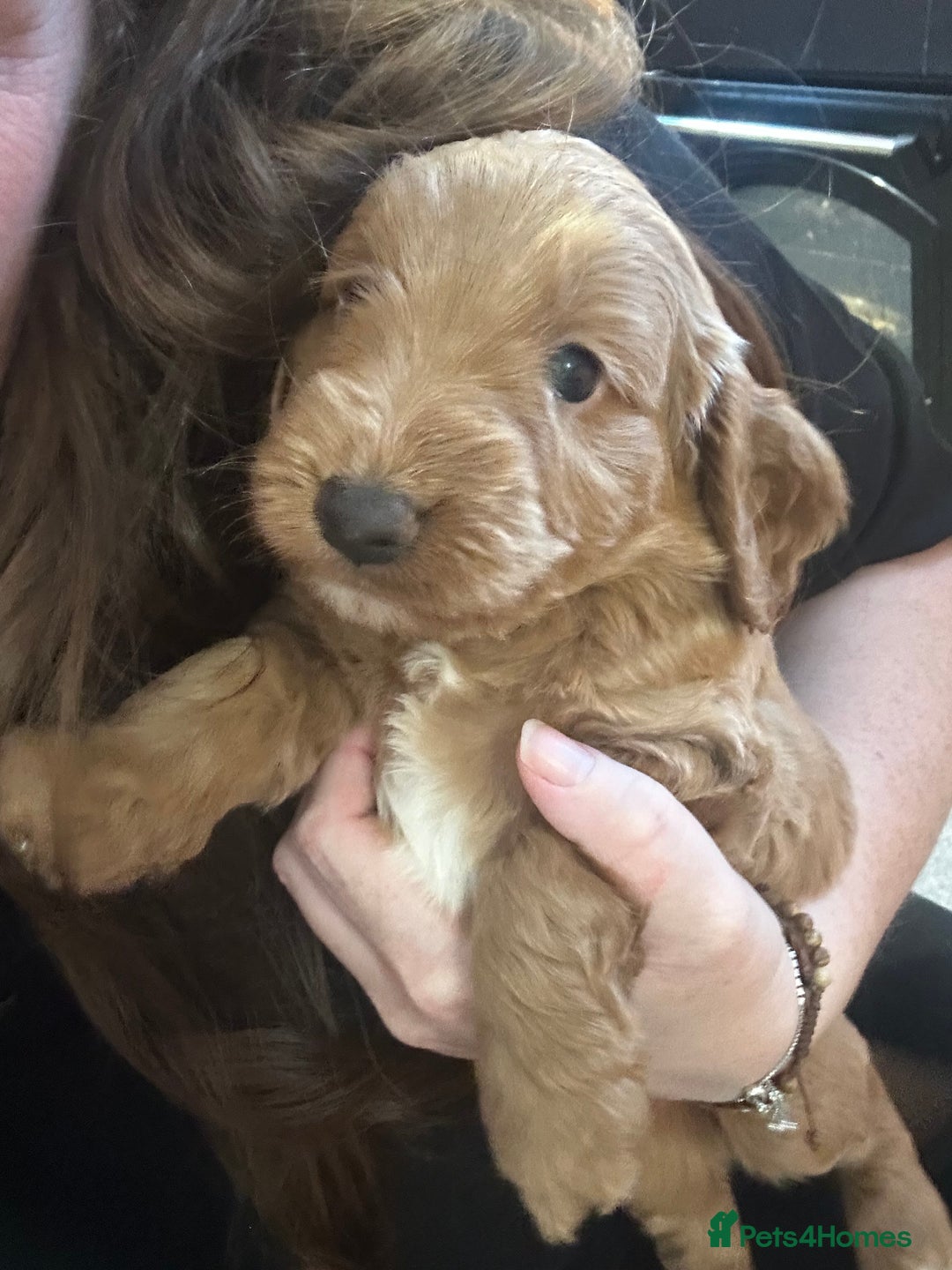 Cockapoo dogs for sale: F1 Red Cockapoo puppies ~ ⭐️ready Now ⭐️  - Image 29