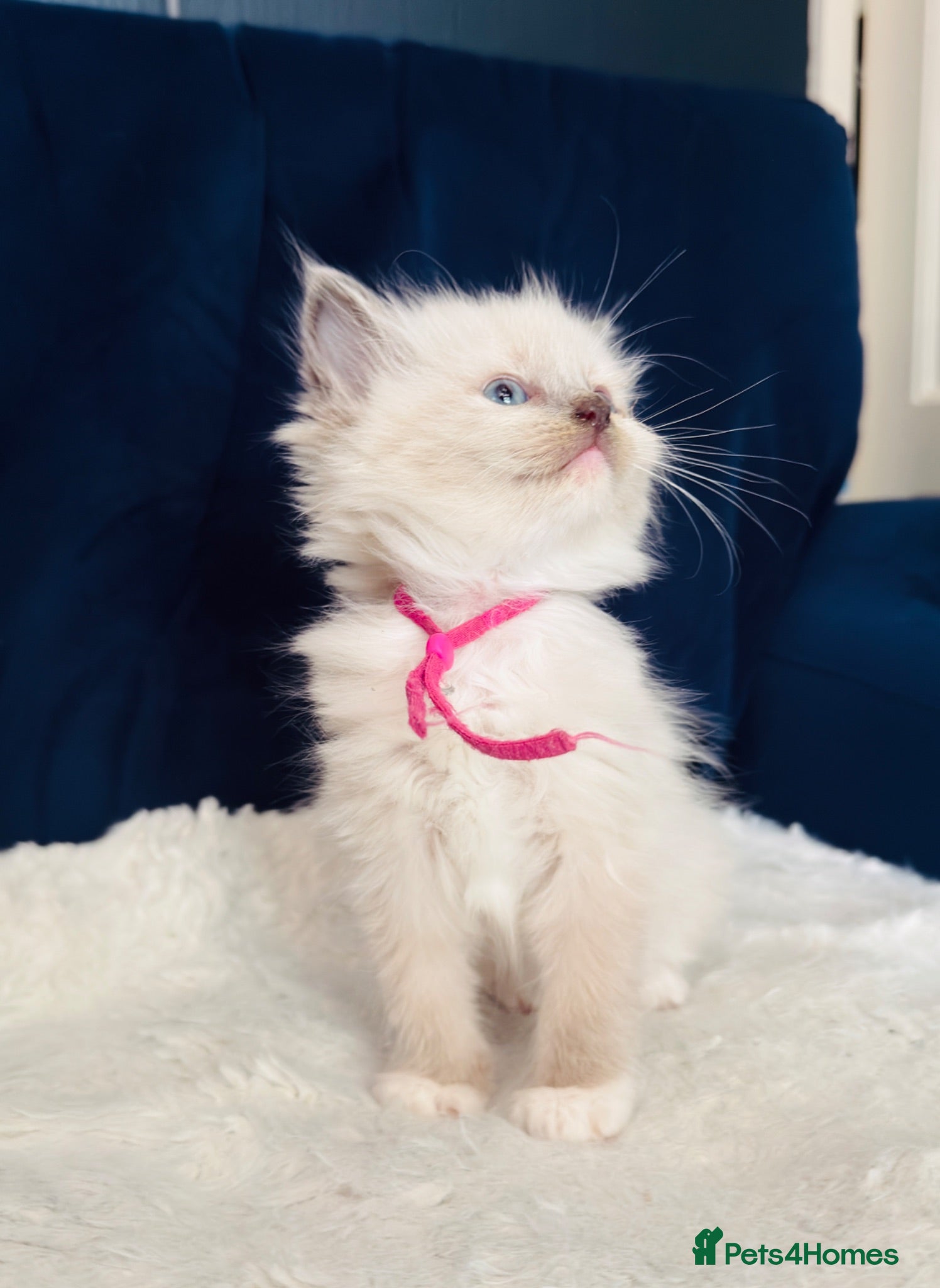 Ragdoll cats Gorgeous Blue Point purebred Ragdoll Kittens - Advert 1