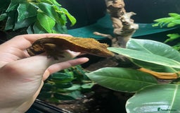 Gecko reptiles for sale: 2 crested geckos & 2 gargoyle geckos with setups - Image 10