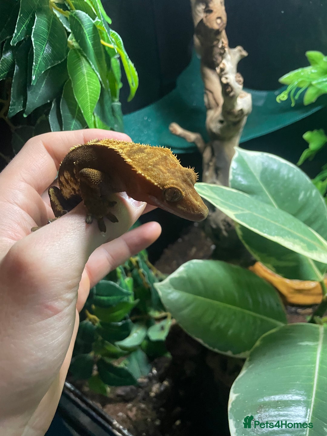 Gecko reptiles for sale: 2 crested geckos & 2 gargoyle geckos with setups - Image 10