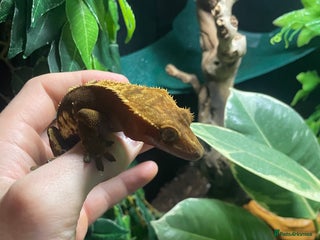 Gecko reptiles - Advert 4