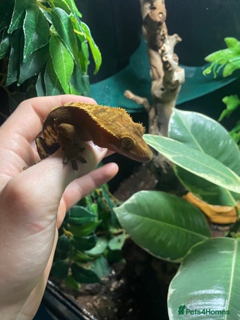 Gecko reptiles - Advert 6