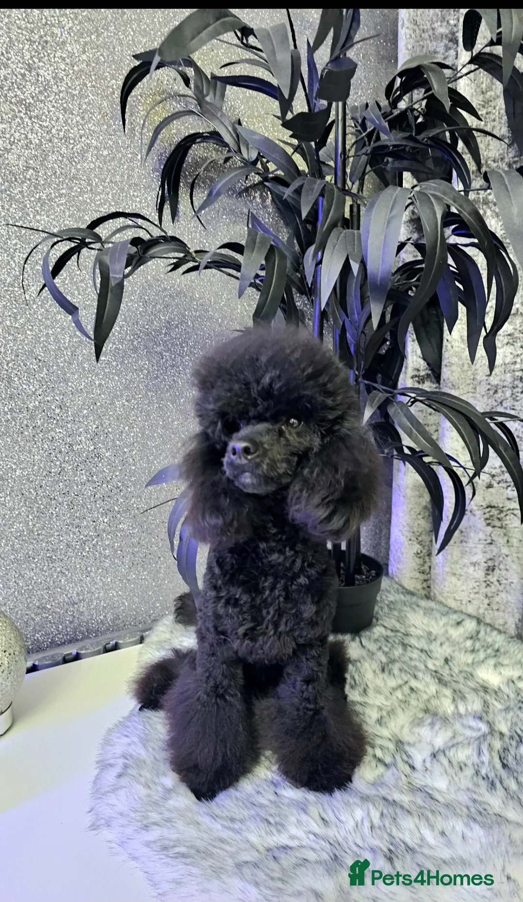 Toy Poodle dogs for stud: Toy poodle stud boy  in Blackburn - Advert 3