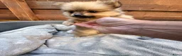 Pomeranian dogs for sale: ✨🐶 9  Beautiful Pomeranian Puppies  - Advert 9