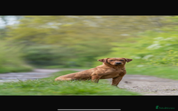 Labrador Retriever dogs for sale: Red Fox Labrador  - Image 7