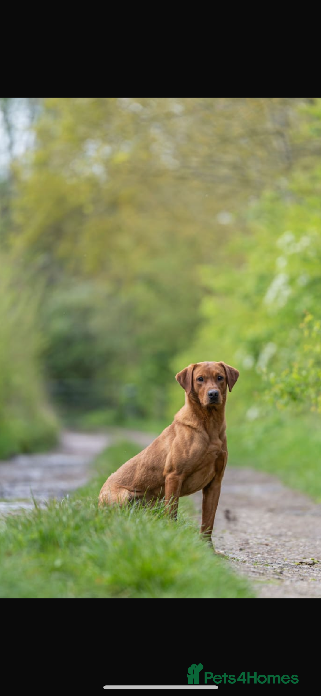 Labrador Retriever dogs for sale: Red Fox Labrador  - Image 7