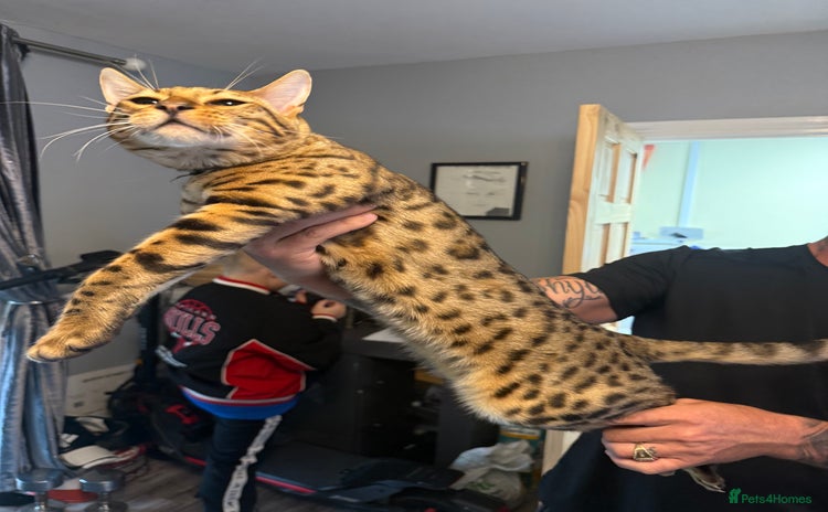 Bengal cats - Advert 8