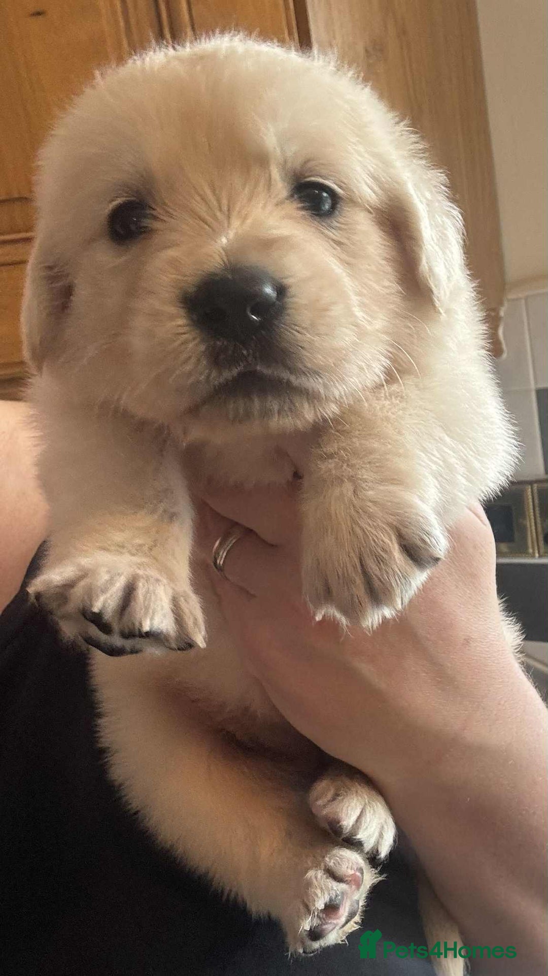 Golden Retriever dogs for sale: Stunning KC Golden Retriever puppies - Image 9