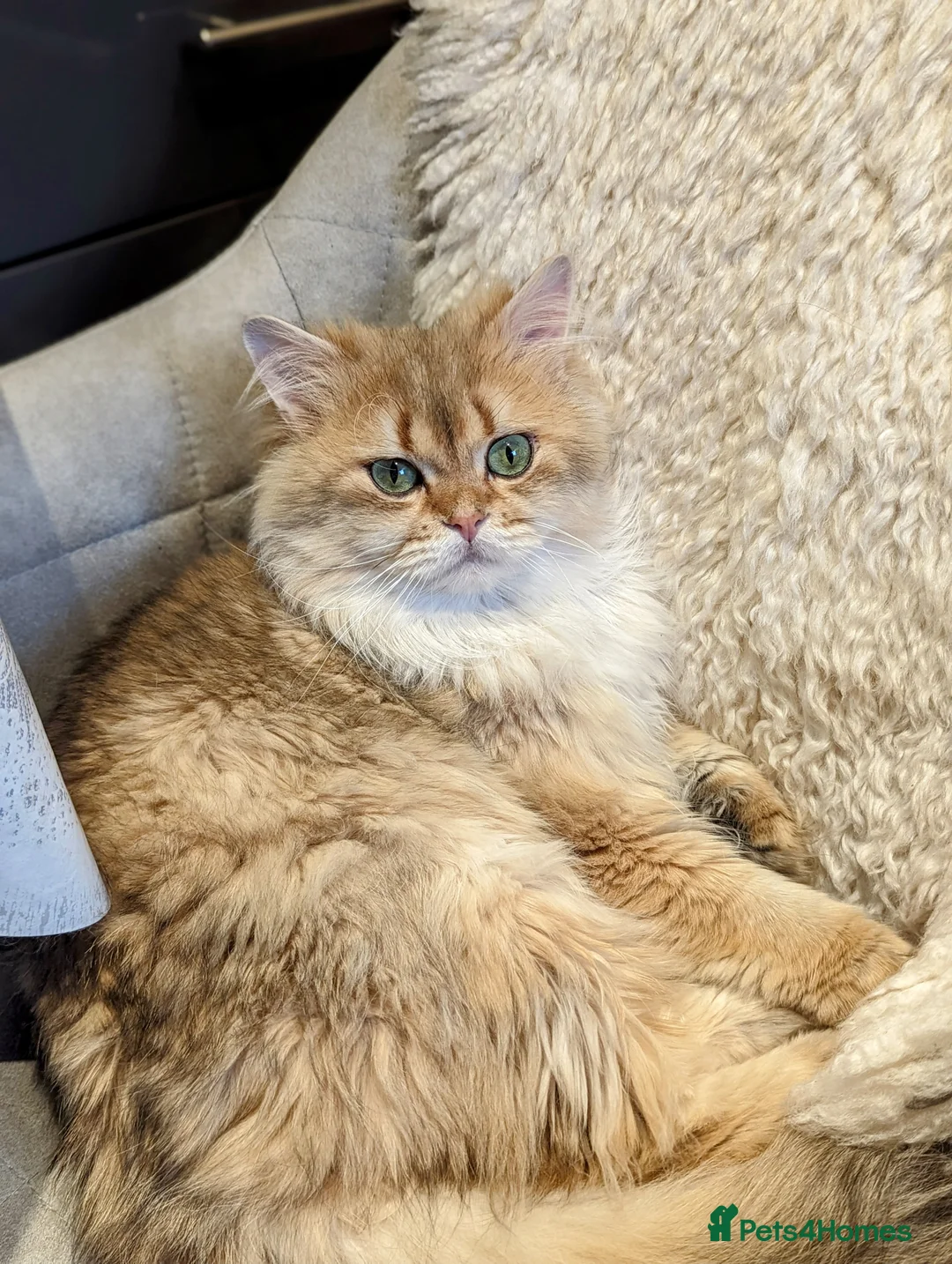 Scottish Fold cats for stud: Import pedigree for stud in Ивсхам - Advert 2