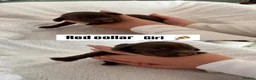 Cocker Spaniel dogs for sale: Beautiful Cocker Spaniel Pups - Advert 6