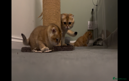 Scottish Fold cats for sale: Scottish Straight Golden Shaded Rare Affectionate - Image 10