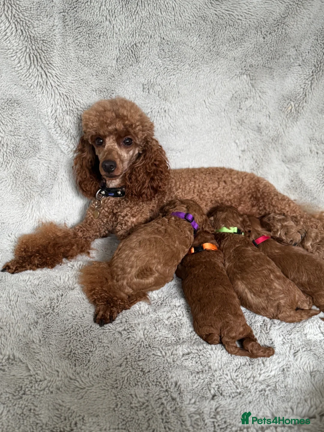 Cavapoo dogs for sale: Red curly cavapoo puppies  - Advert 1