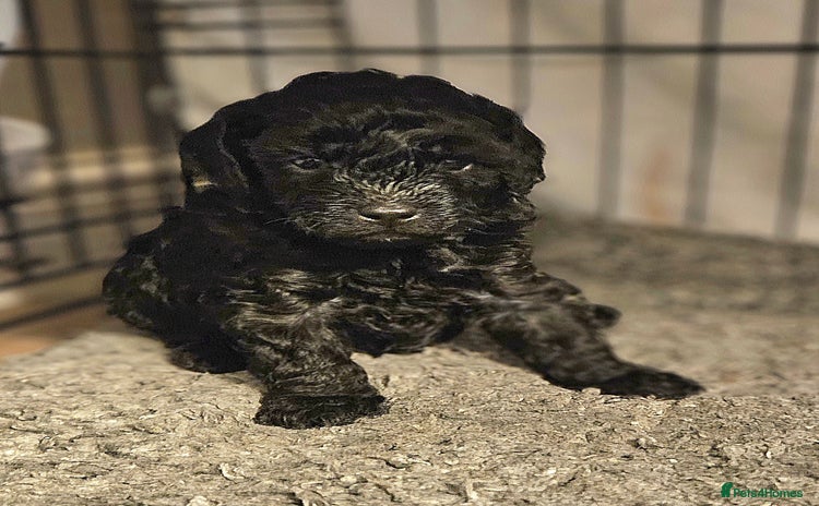 Toy Poodle dogs - Advert 9