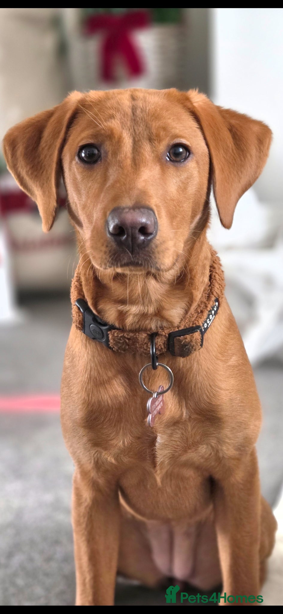 Labrador Retriever dogs Stunning Red Fox Lab (9 Months) - Advert 5