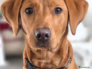 Labrador Retriever dogs Stunning Red Fox Lab (9 Months) - Advert 5