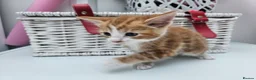 Mixed Breed cats for sale: Kittens for sale  - Advert 9