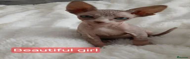 Sphynx Kitten 3
