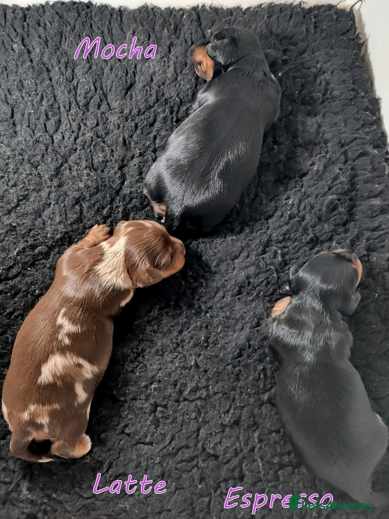 Miniature Dachshund dogs 🌟Dapple & Black Tan PRA Clear KC reg – June 26🌟 - Advert 2