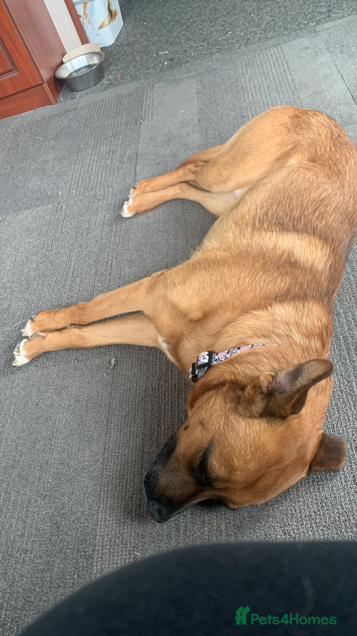 Mixed Breed dogs Bailey German shepherd/rottie/saint bernard - Advert 1