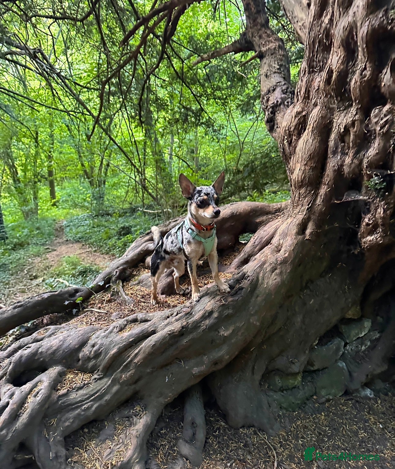 Jack Chi dogs Lovely chihuahua cross looking for home - Advert 1