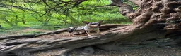 Jack Chi dogs for sale: Lovely chihuahua cross looking for home - Advert 1