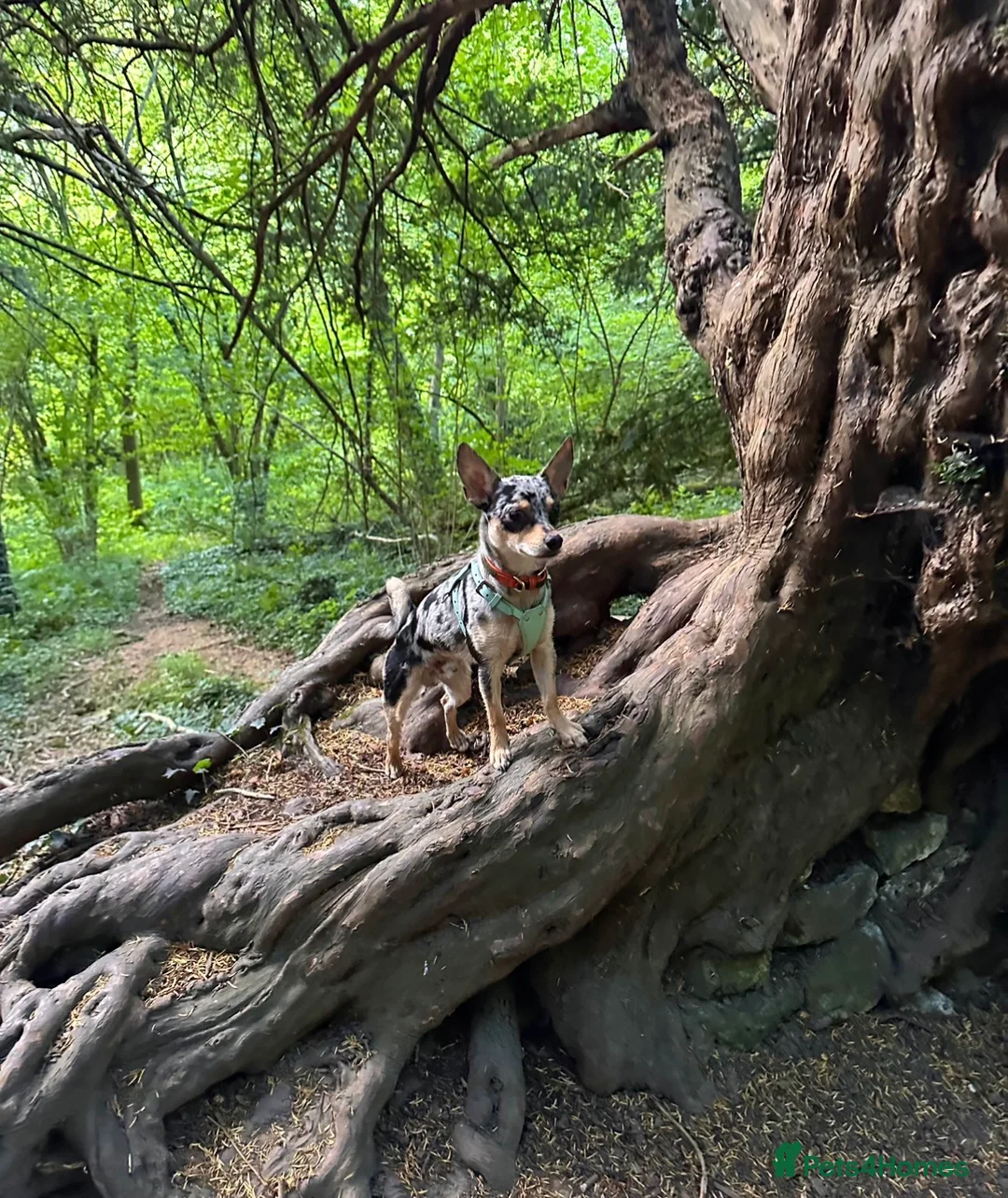 Jack Chi dogs for sale: Lovely chihuahua cross looking for home - Advert 1