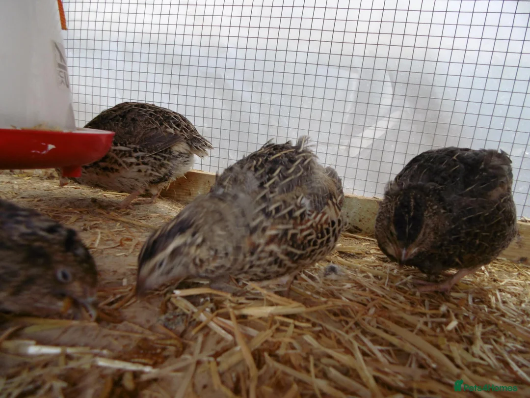 Quail poultry for sale: Quail  Hens from £5 - Advert 3