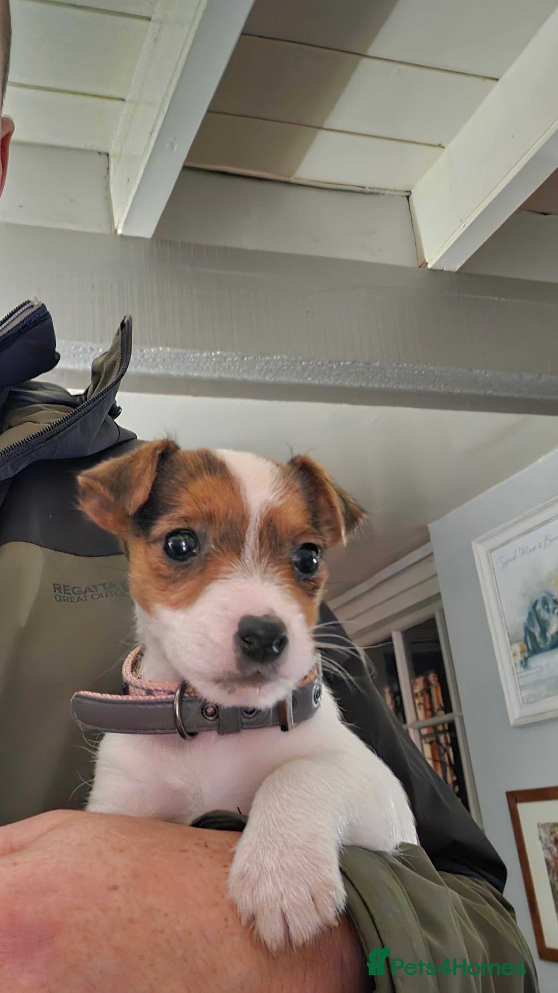 Jack Russell dogs Jack Russell puppy - Advert 1