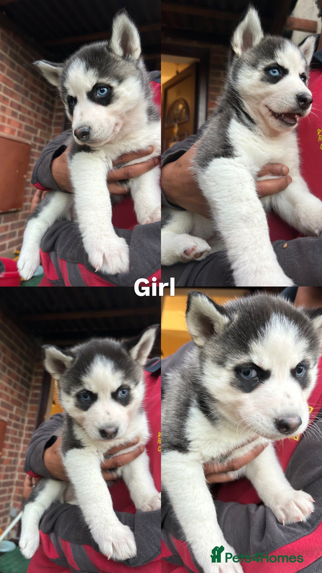 Siberian Husky dogs for sale: Siberian husky puppies  - Image 17