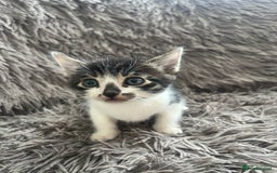 Bengal cats for sale: RUSSIAN BLUE BENGLES - Image 8