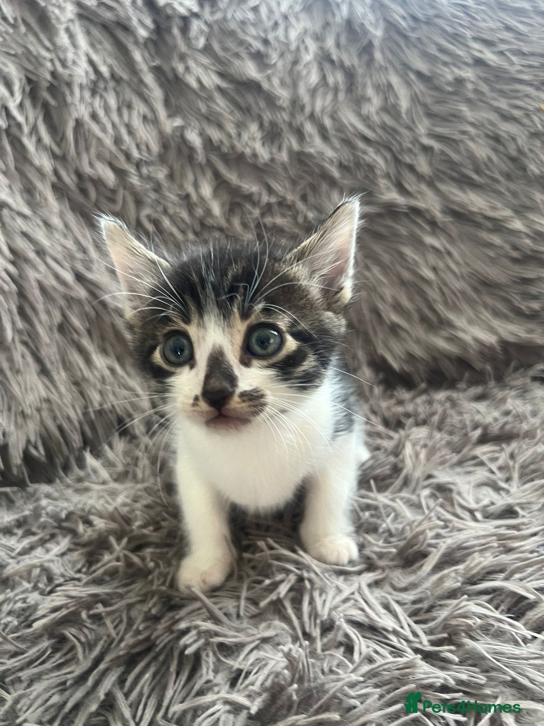 Bengal cats for sale: RUSSIAN BLUE BENGLES - Image 8