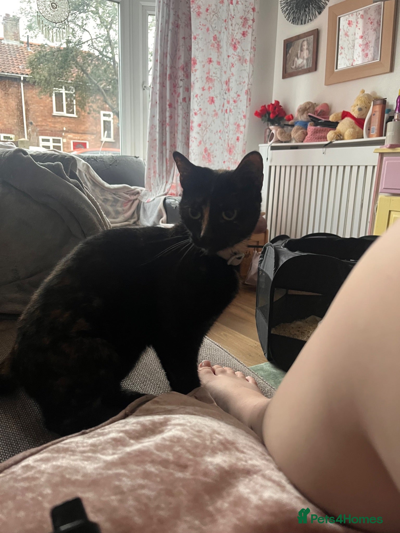 Mixed Breed cats 2 female cats for sale - Advert 13