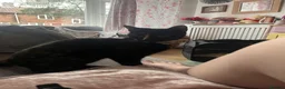 Mixed Breed cats for sale: 2 female cats for sale in Norwich - Advert 1