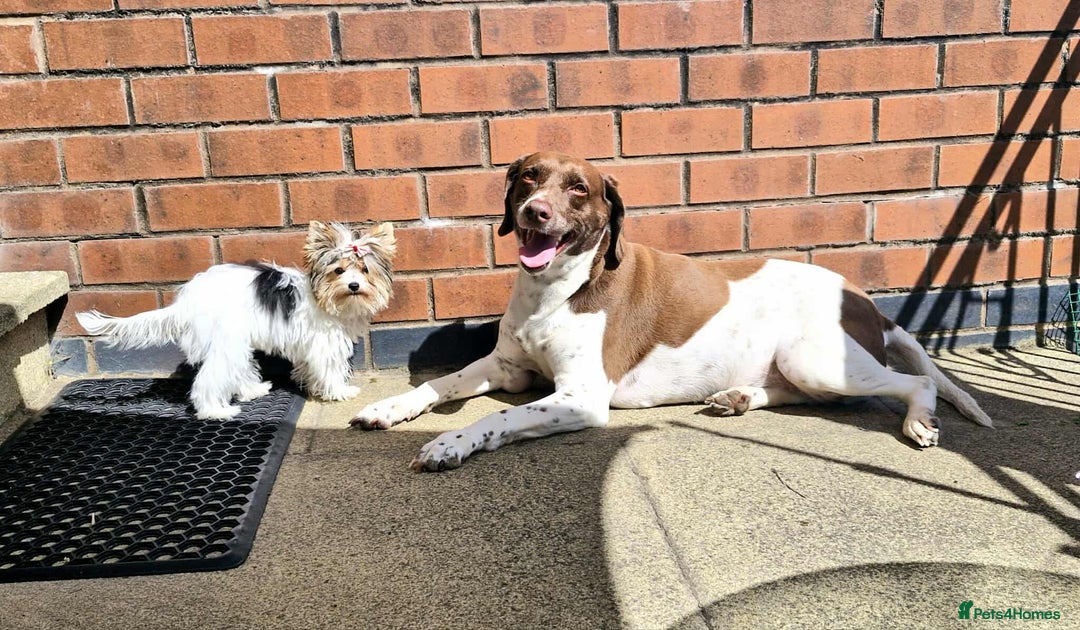 Mixed Breed dogs for sale: I'm looking for a loving home.  - Image 4