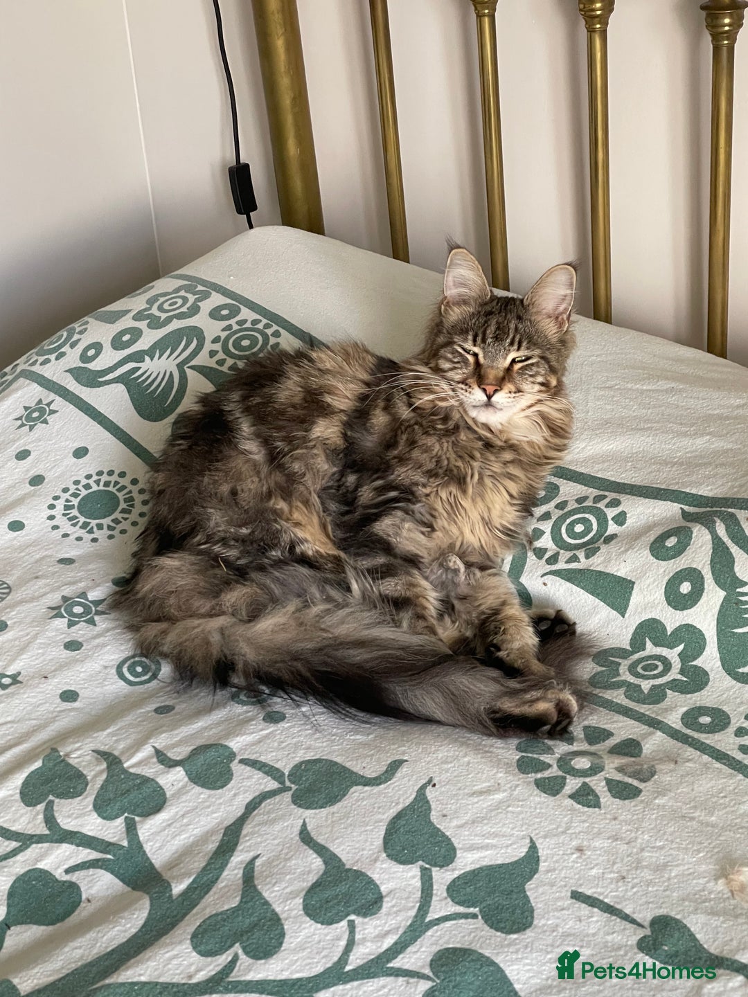 Maine Coon cats for sale: Beautiful 2 year old tabby Maine coon - Image 4