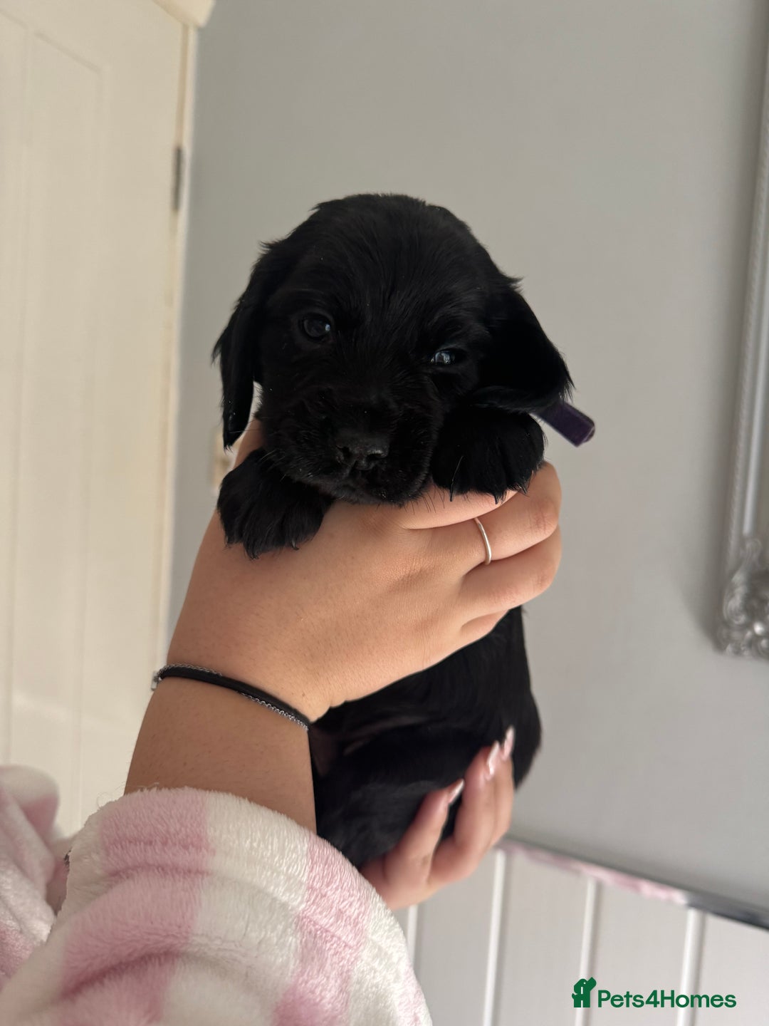 Cocker Spaniel dogs for sale: Working cocker spaniel 1 girls left  - Image 9