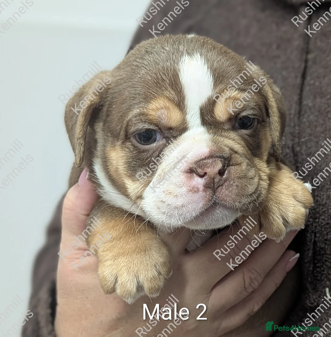 Olde English Bulldogge dogs for sale: Olde English bulldog puppies - Advert 6