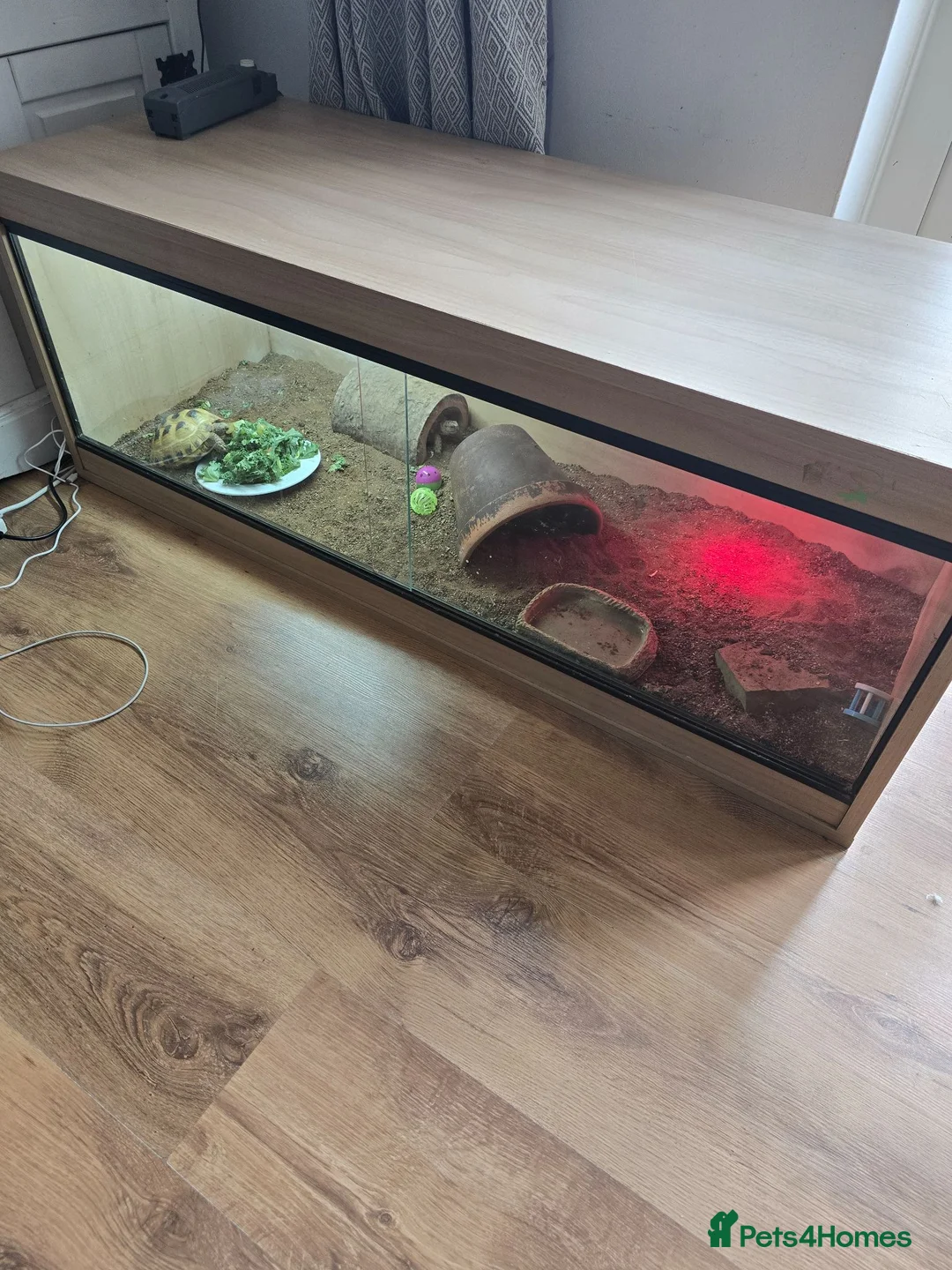 Tortoise reptiles for sale: 2 horsefield tortoises in London - Advert 3