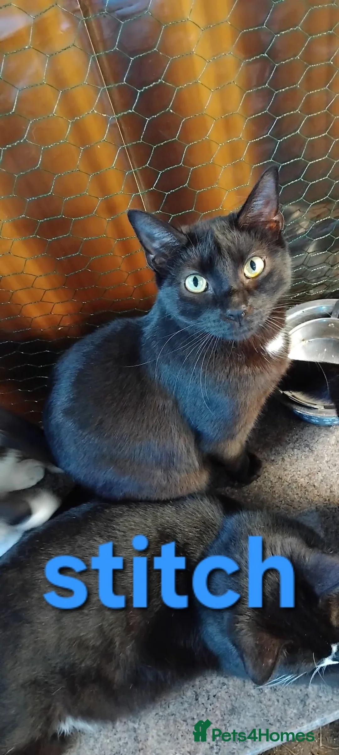British Shorthair cats for sale: Cat/kittens - Advert 1
