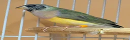 Finches birds for sale: Female Black Headed Gouldian Finch 5 Months Old - Advert 1