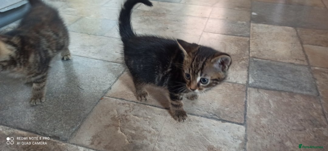 British Shorthair cats for sale: Beautiful tabby kittens - Image 12