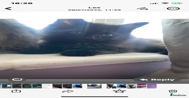 Mixed Breed cats - Advert 15