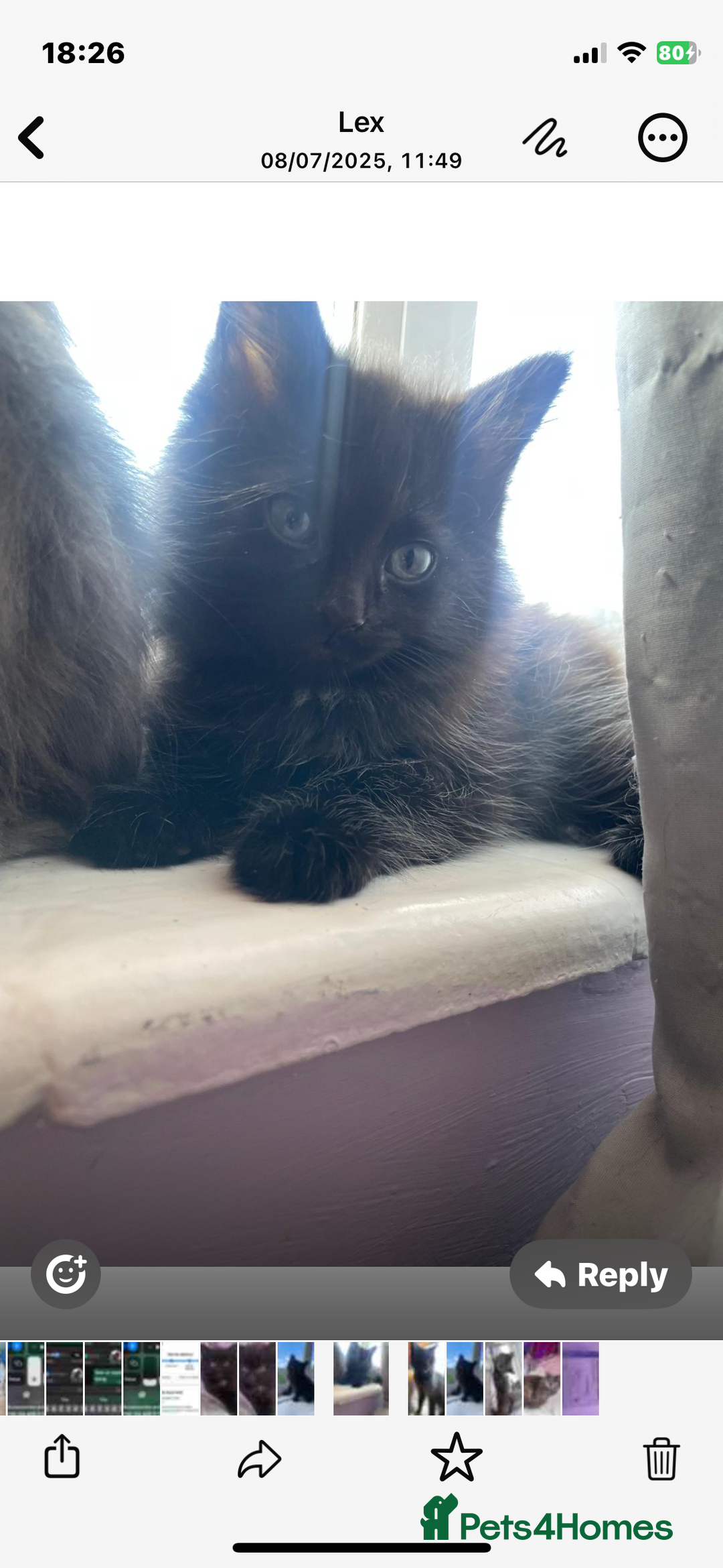 Mixed Breed cats for sale: Main coon x British shorthair  - Image 3