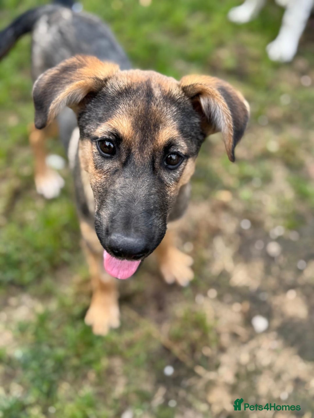 Mixed Breed dogs for adoption: BIBY, a Lovely young girl - for a Loving Home - Advert 18