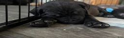Mixed Breed dogs for sale: 11 Cane Corso cross mastiff chunky puppies in Axbridge - Advert 5