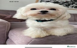 Mixed Breed dogs for sale: Malton Puppies - Image 9